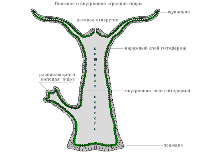 Кракен торговая kr2web in