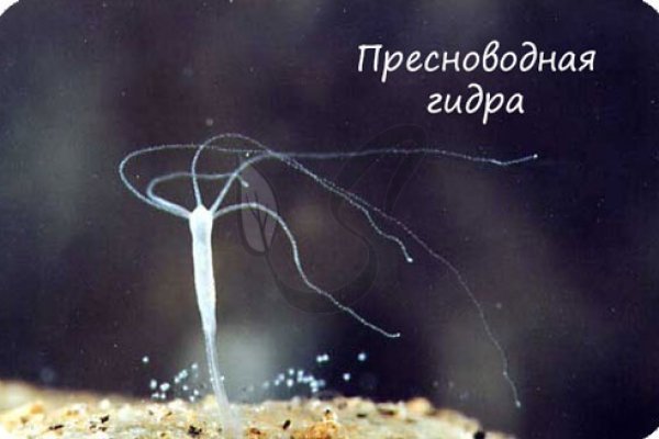 Купить наркотики онлайн
